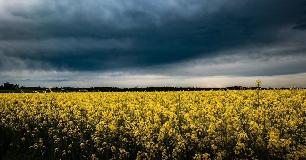 A vast field of bright yellow canola flowers stretches beneath a dramatic, stormy sky.