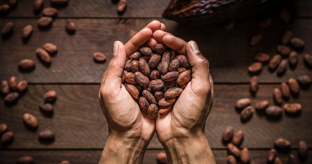 Hands hold a pile of raw cocoa beans on a dark wooden surface.