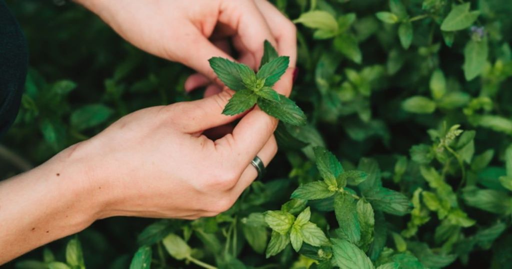 Hands gently hold and examine a fresh mint leaf amidst lush green foliage.