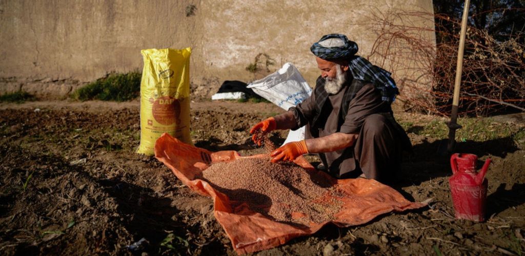 An elderly Afghan farmer wearing traditional clothing is kneeling in a muddy field, sprinkling fertilizer onto the soil.