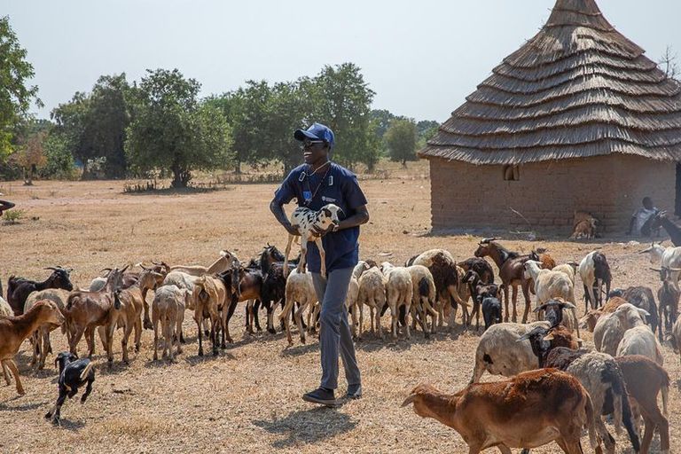 A man in a blue shirt leads a herd of goats across a dry, grassy plain with a thatched hut in the background.
