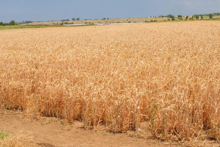 A vast field of golden wheat stalks stretches into the distance under a bright blue sky.