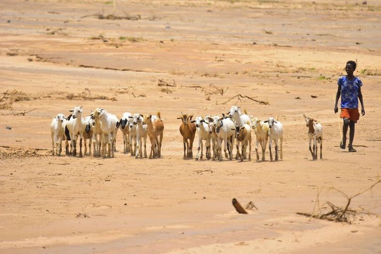 A dark-skinned man leads a large group of goats across a dry, sandy landscape.