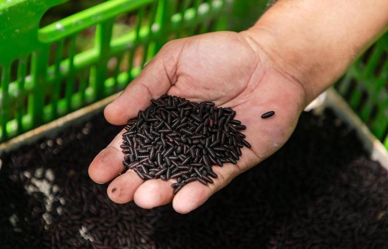 A hand holds a pile of black larvae amidst a container of black rice.