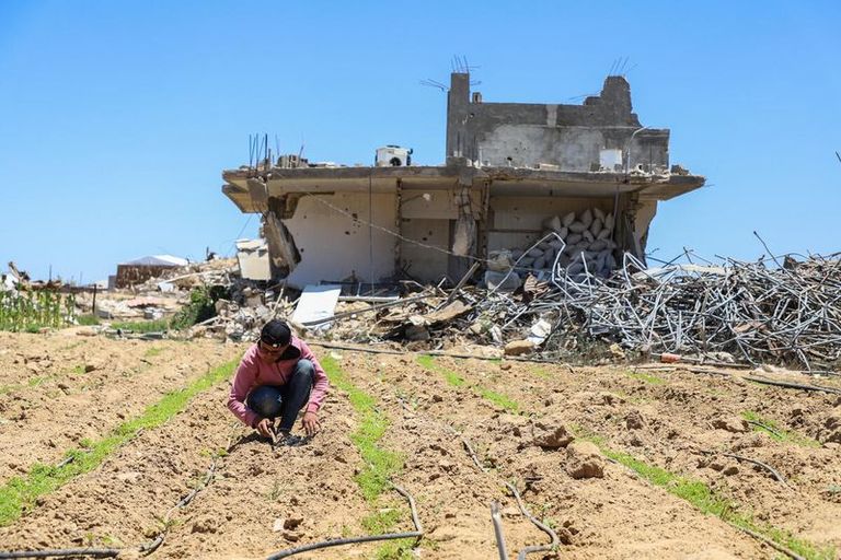 A person is working in a field of debris and newly planted seedlings amidst the ruins of a damaged building under a clear blue sky.