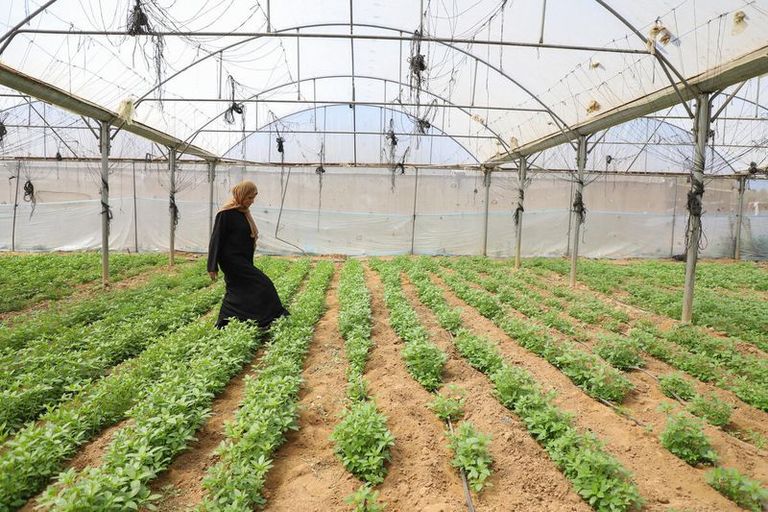 A woman in a black dress walks through a row of young plants in a large, netted greenhouse with distant mountains in the background.